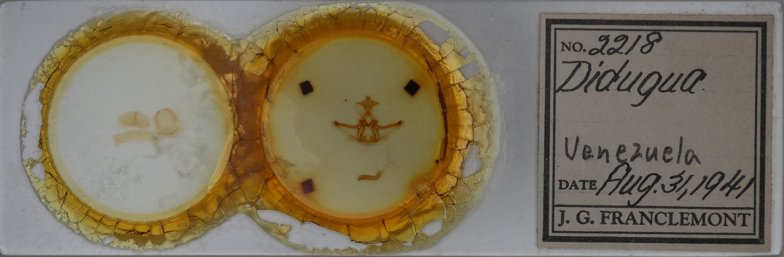 slide view of adult Didugua argentilinea