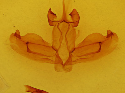 genitalia view of adult Antheua haasi