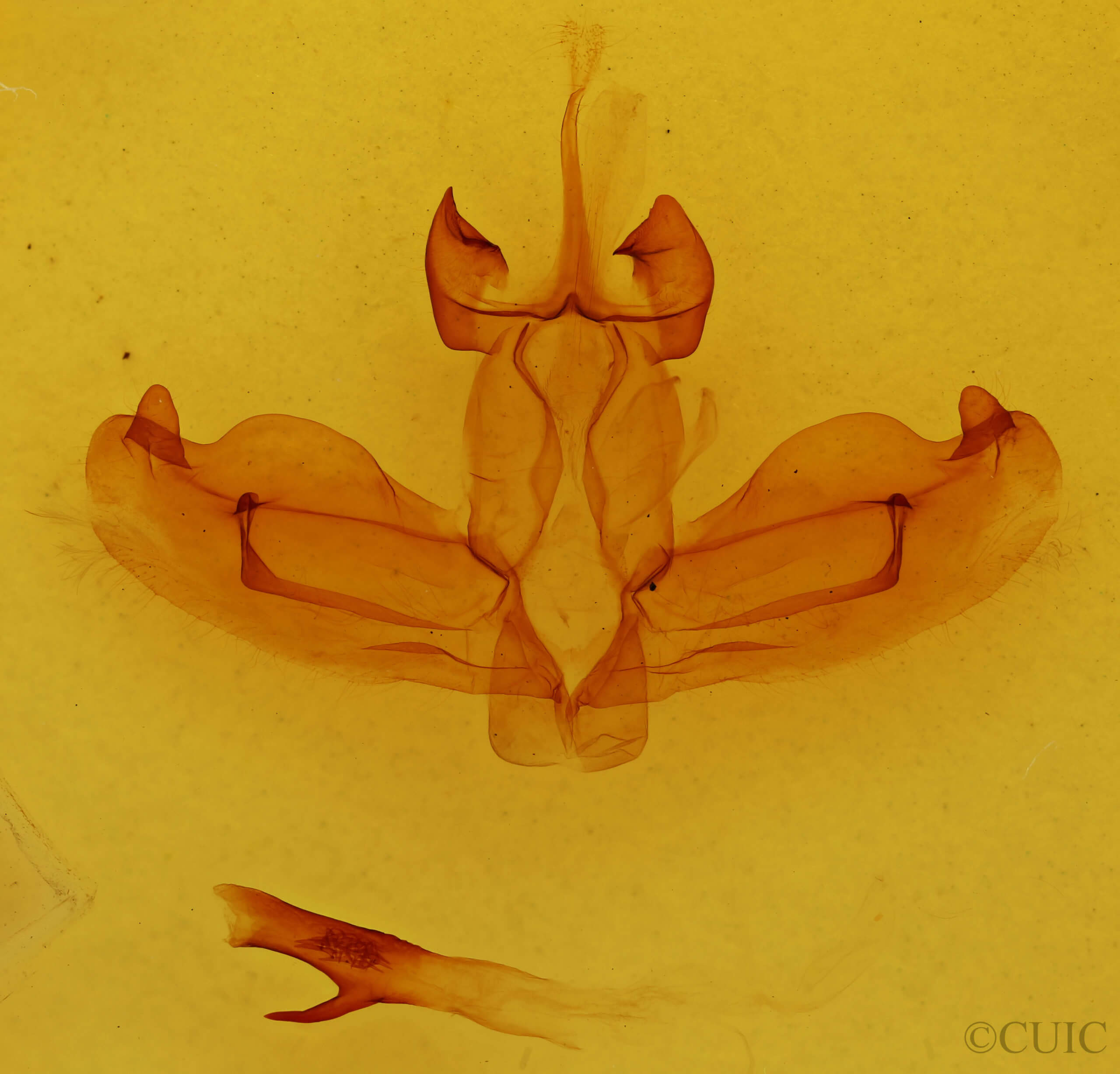 genitalia view of adult Antheua haasi