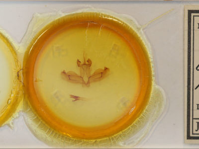 slide view of adult Antheua haasi