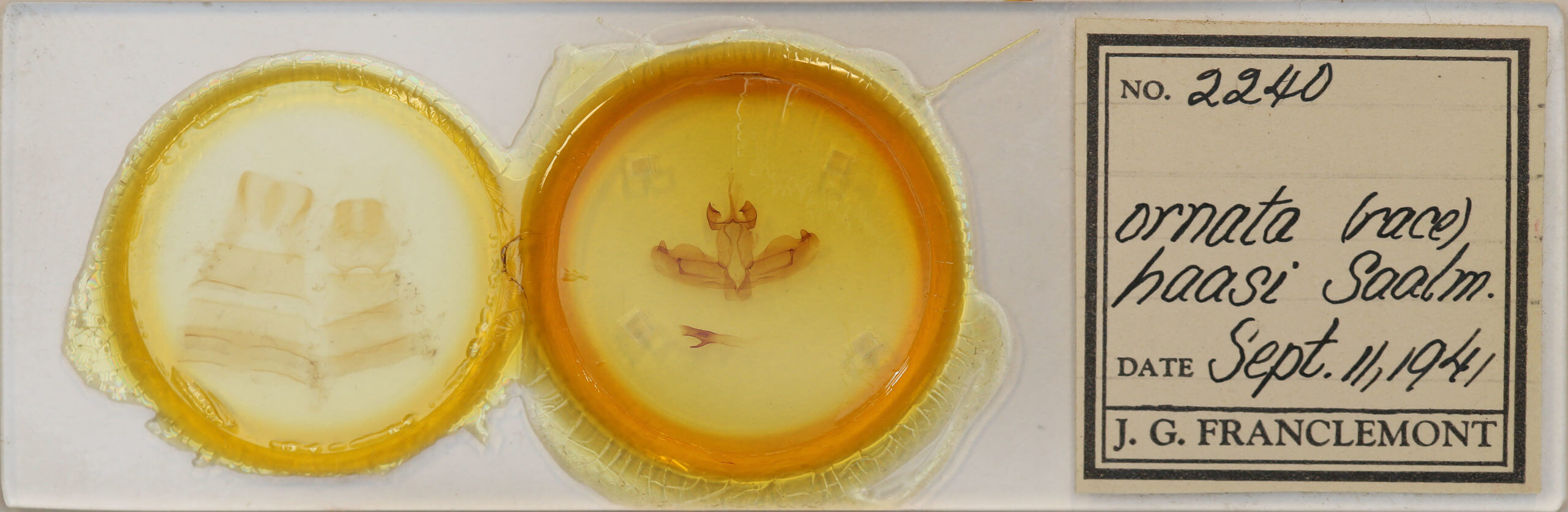 slide view of adult Antheua haasi