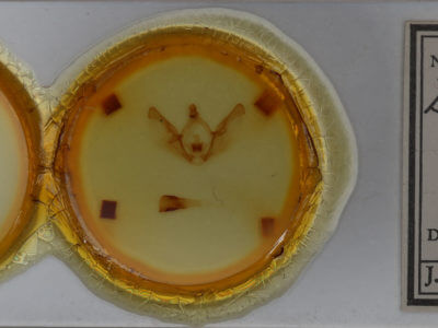 slide view of adult Disphragis tharis