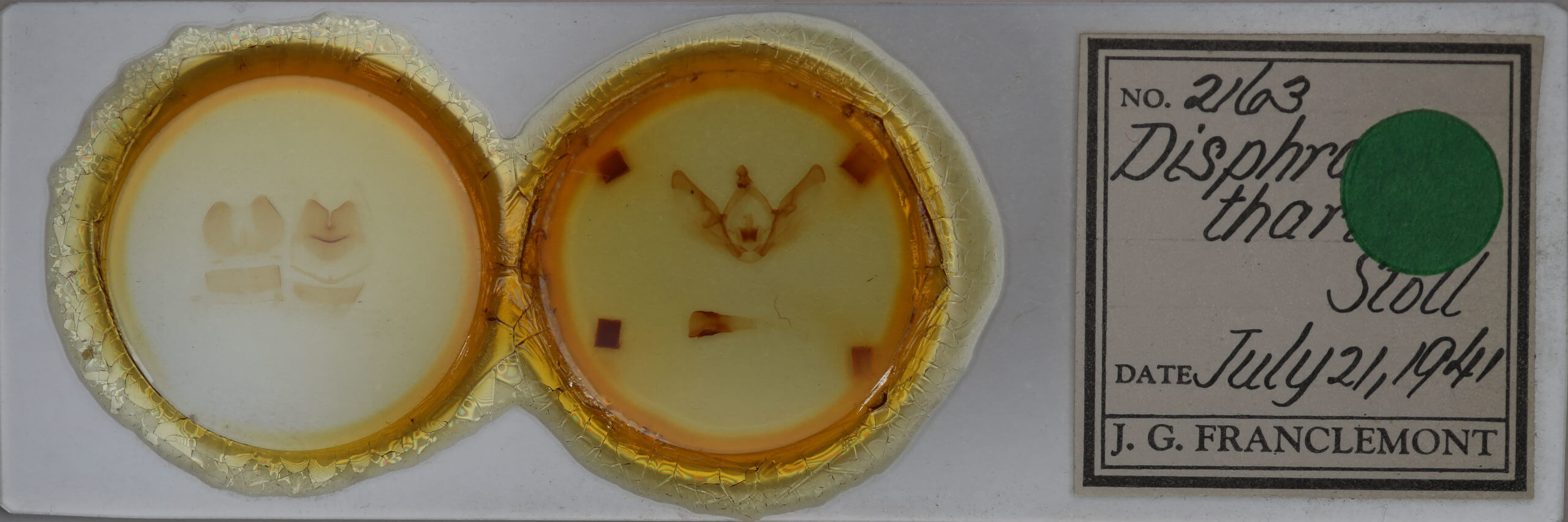 slide view of adult Disphragis tharis