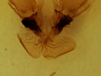 genitalia view of adult Druentica inscita