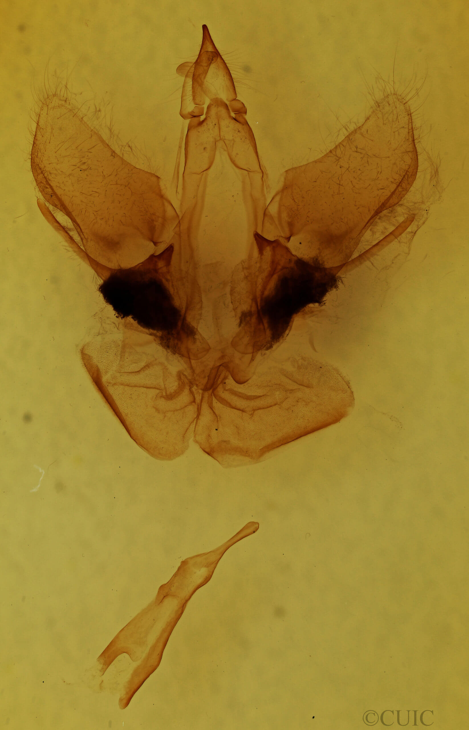 genitalia view of adult Druentica inscita