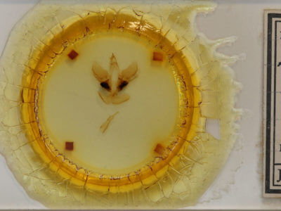 slide view of adult Druentica inscita