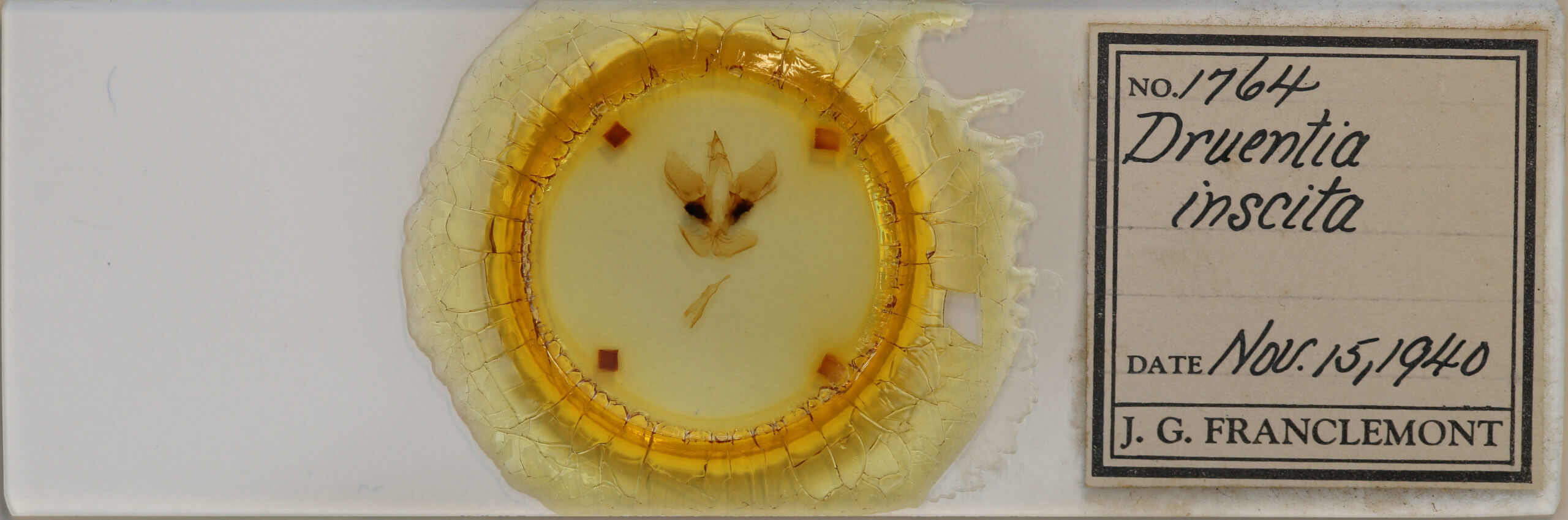 slide view of adult Druentica inscita