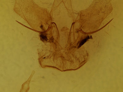 genitalia view of adult Druentica macallia