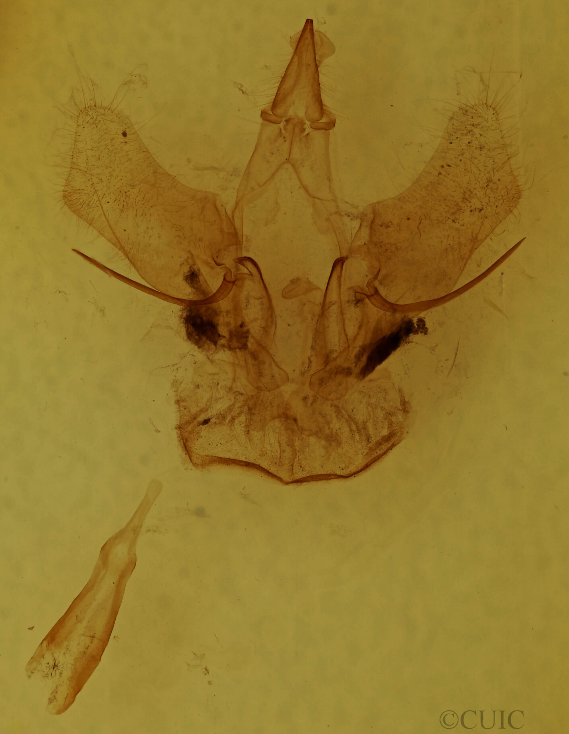 genitalia view of adult Druentica macallia