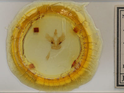 slide view of adult Druentica macallia