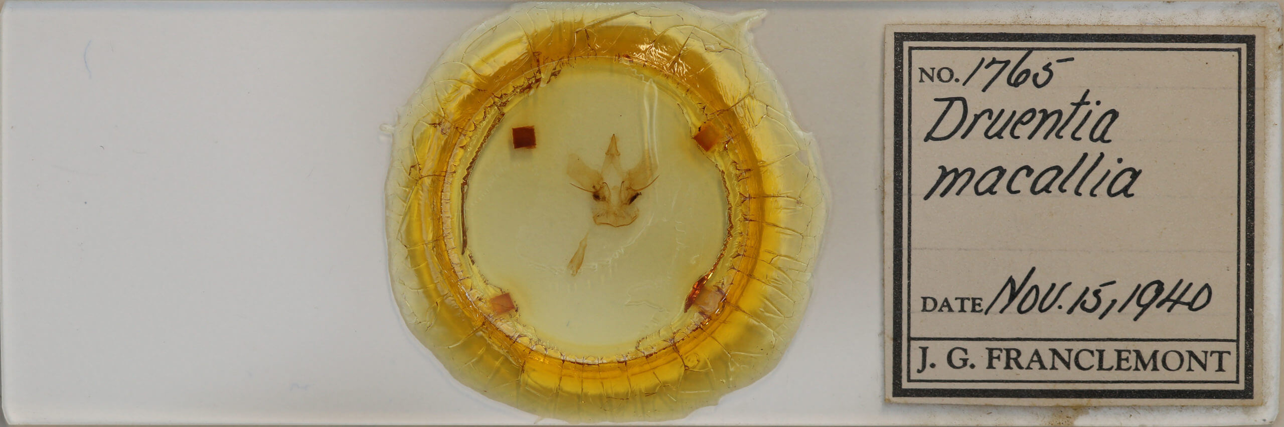 slide view of adult Druentica macallia