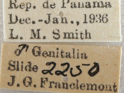 label view of adult Drugera morona