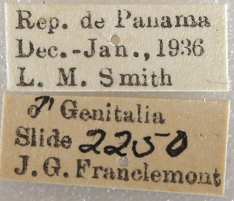 label view of adult Drugera morona