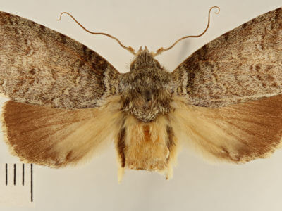 dorsal view of adult Drugera morona