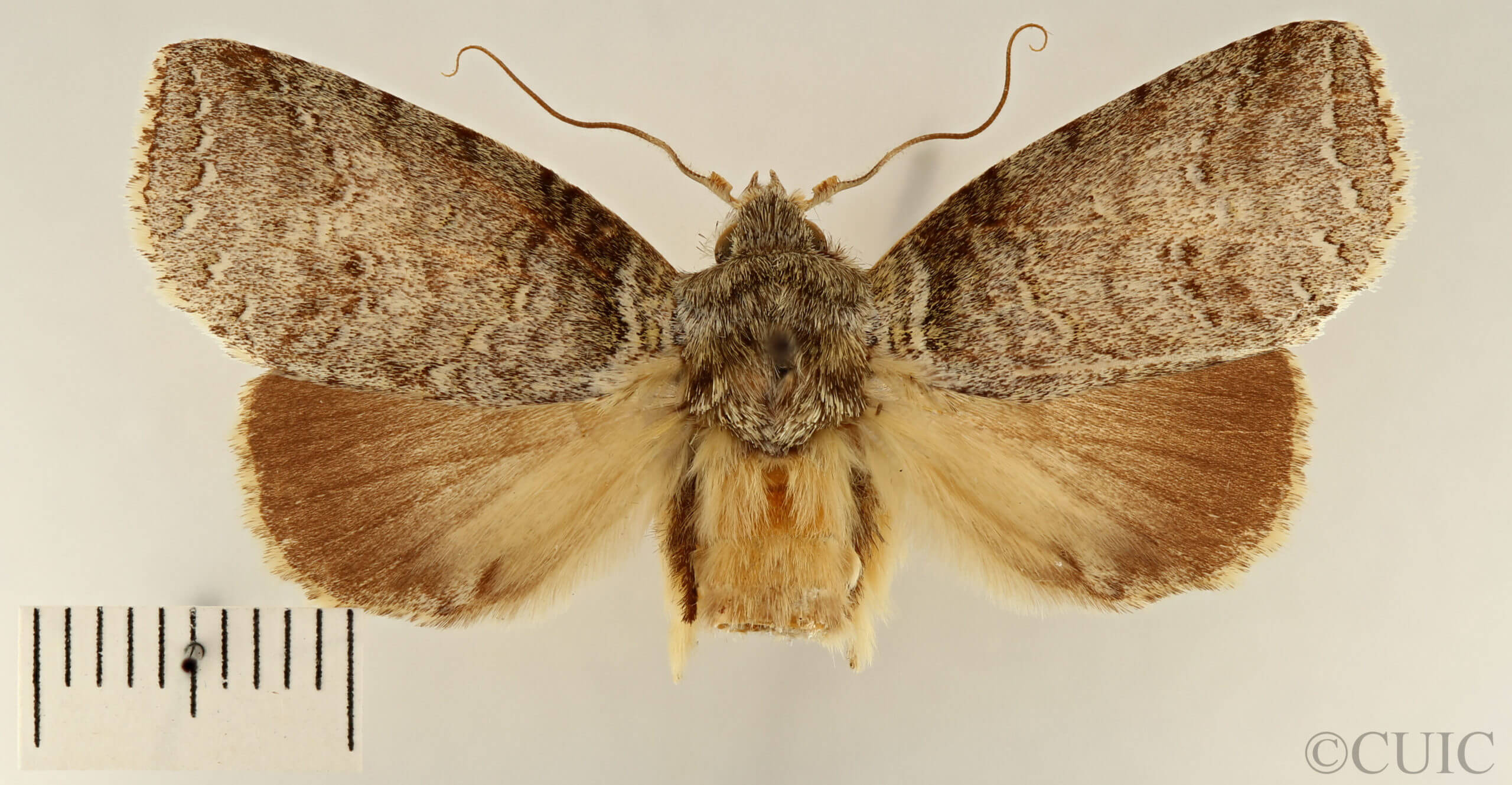 dorsal view of adult Drugera morona