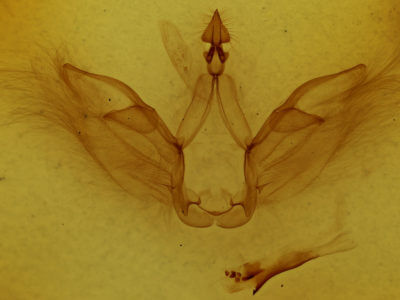 genitalia view of adult Drugera morona