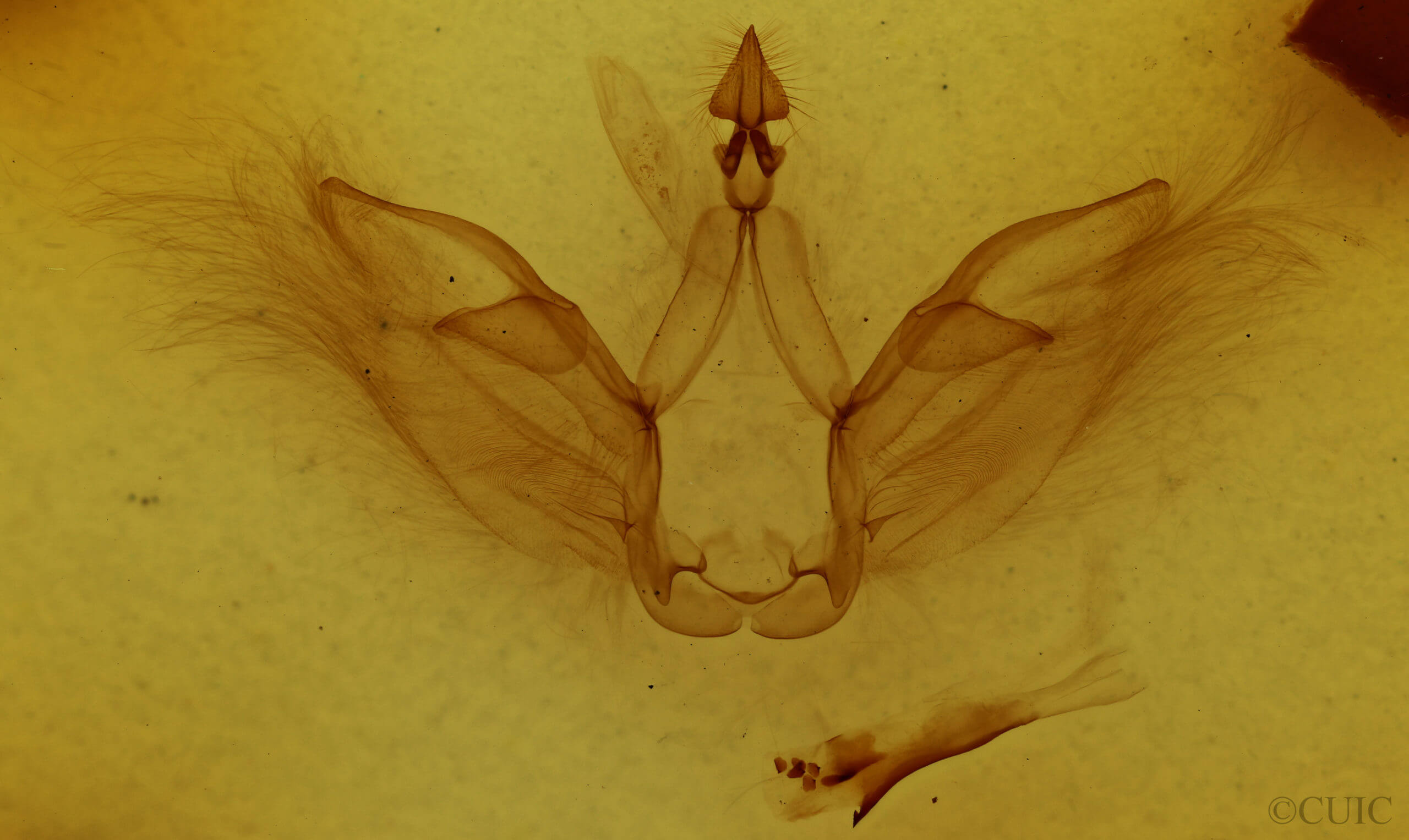genitalia view of adult Drugera morona