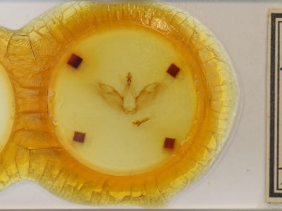 slide view of adult Drugera morona