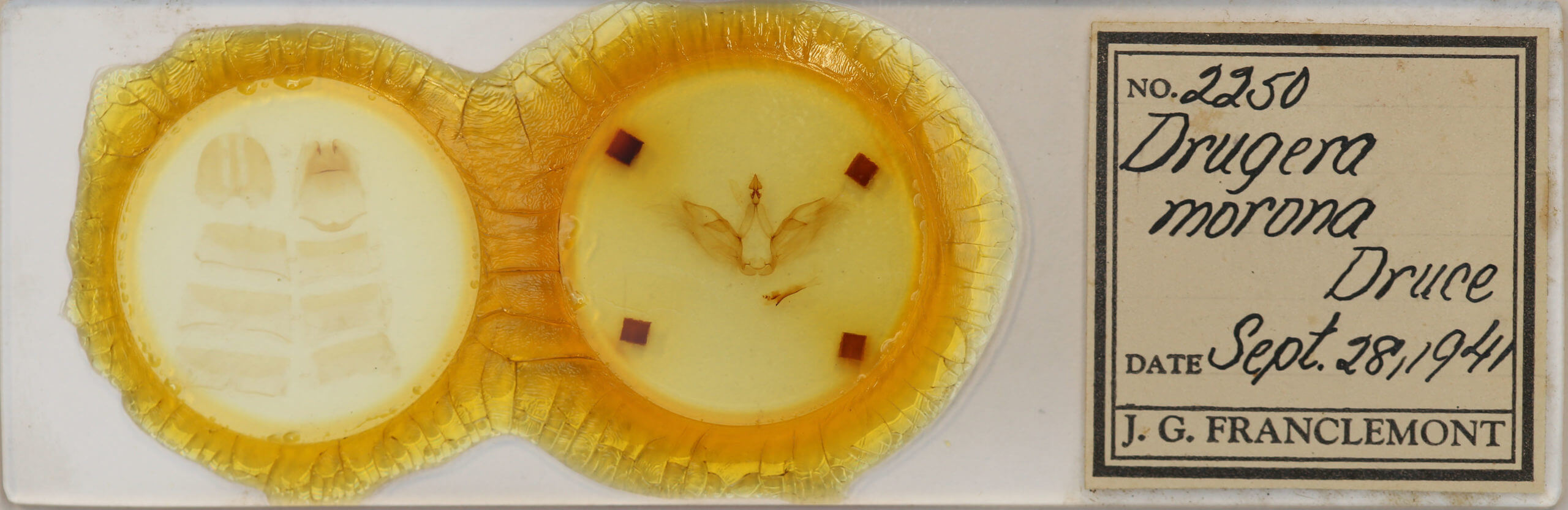 slide view of adult Drugera morona