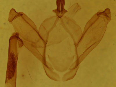 genitalia view of adult Drymonia querna