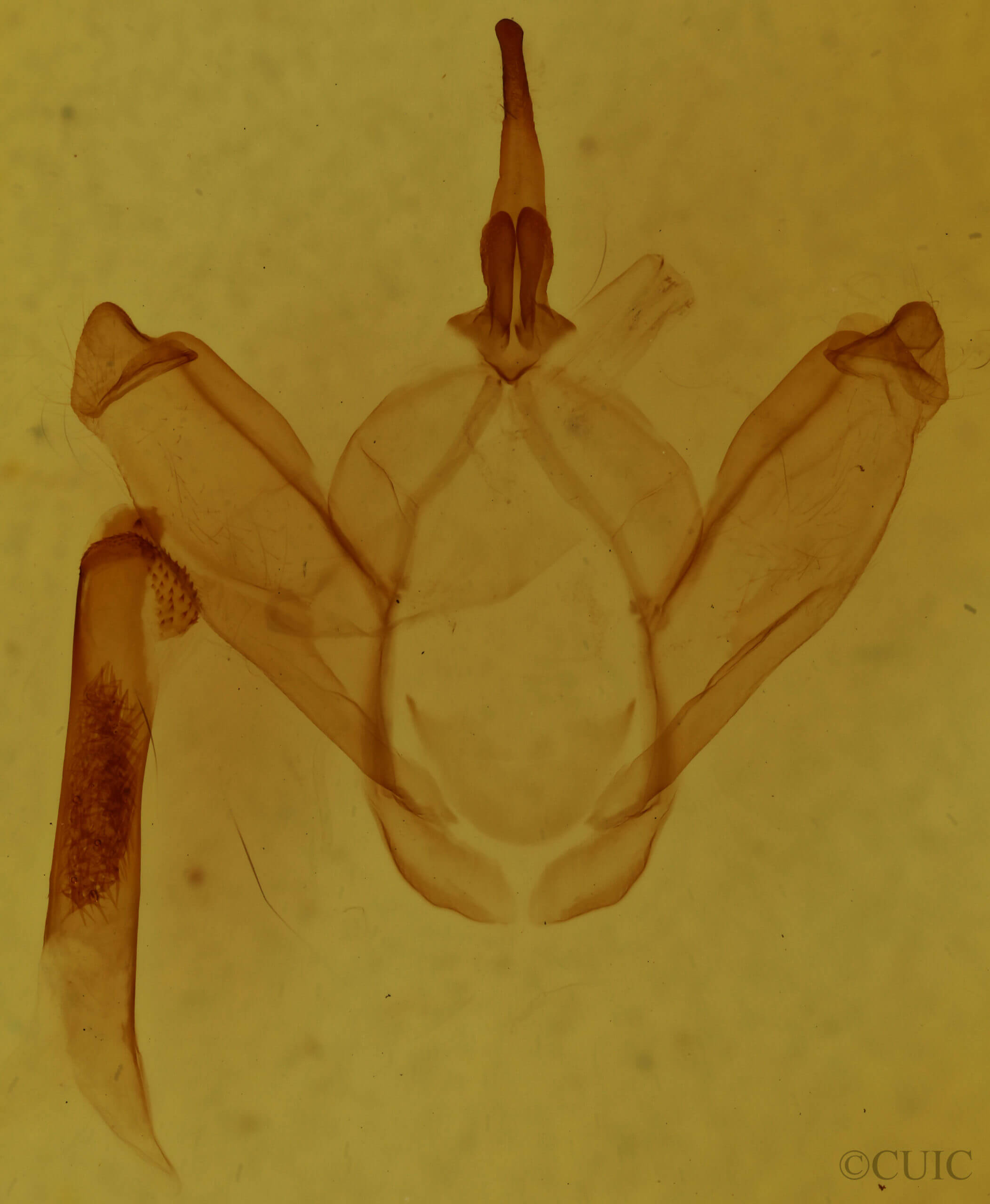 genitalia view of adult Drymonia querna