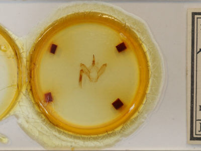 slide view of adult Drymonia querna