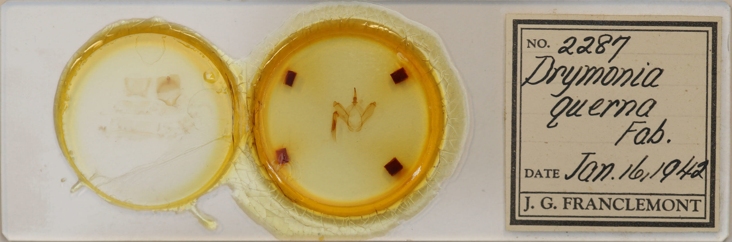 slide view of adult Drymonia querna