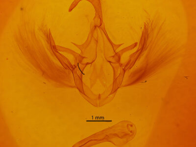 genitalia view of adult Gondysia smithii
