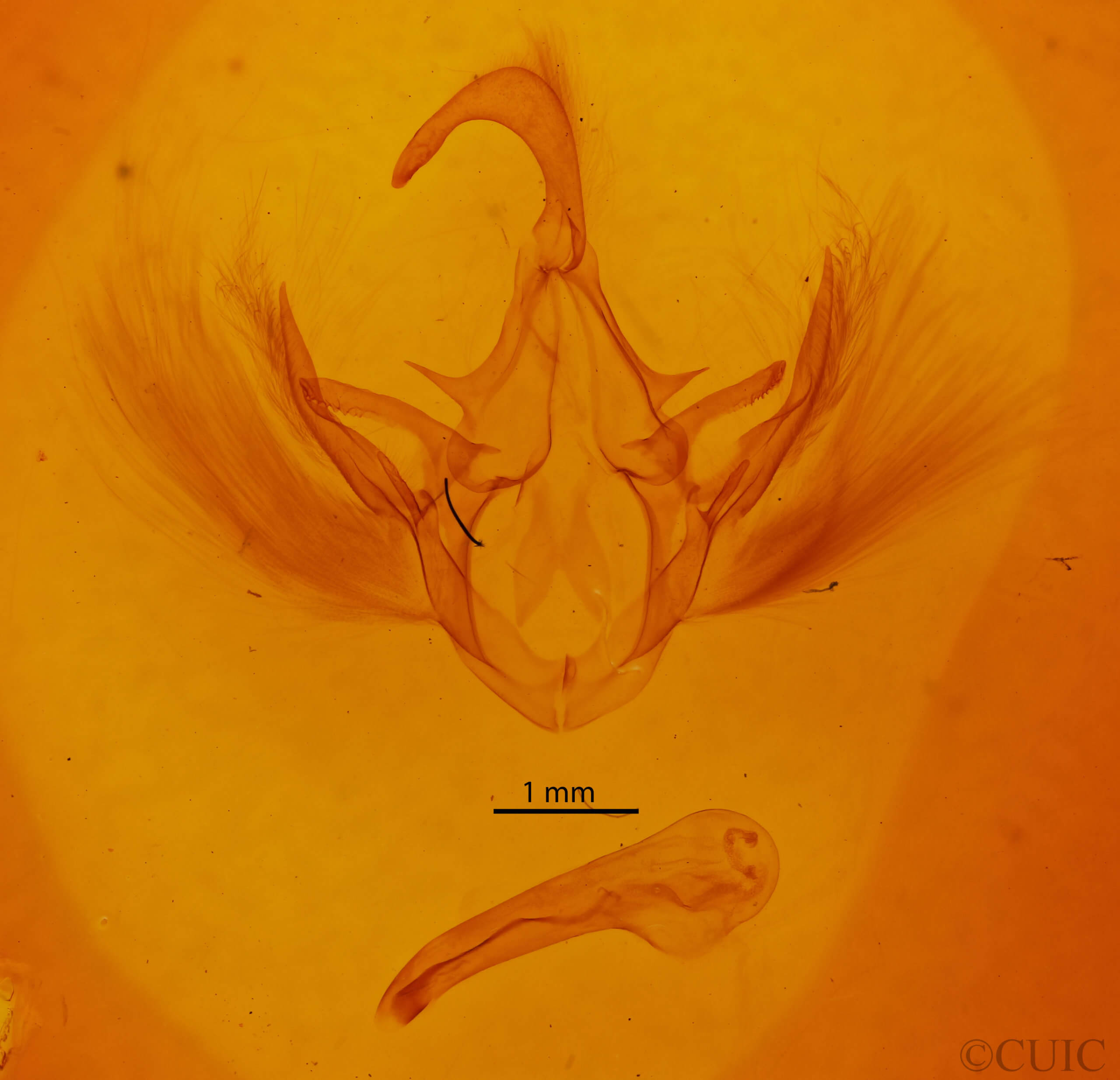 genitalia view of adult Gondysia smithii