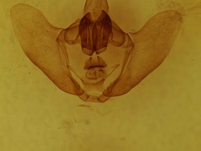 genitalia view of adult Eadmuna
