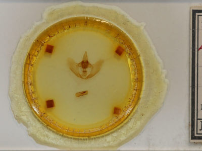 slide view of adult Eadmuna