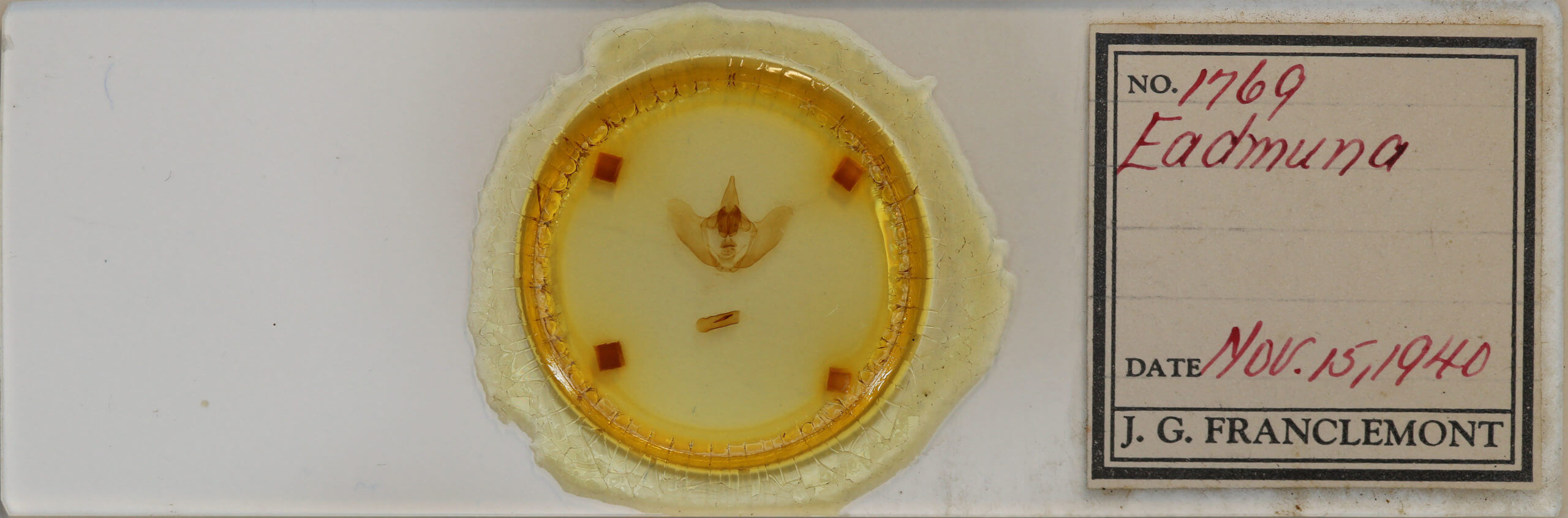 slide view of adult Eadmuna