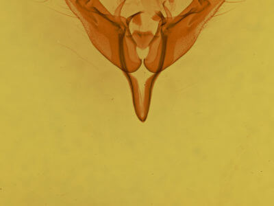 genitalia view of adult Egira alterans