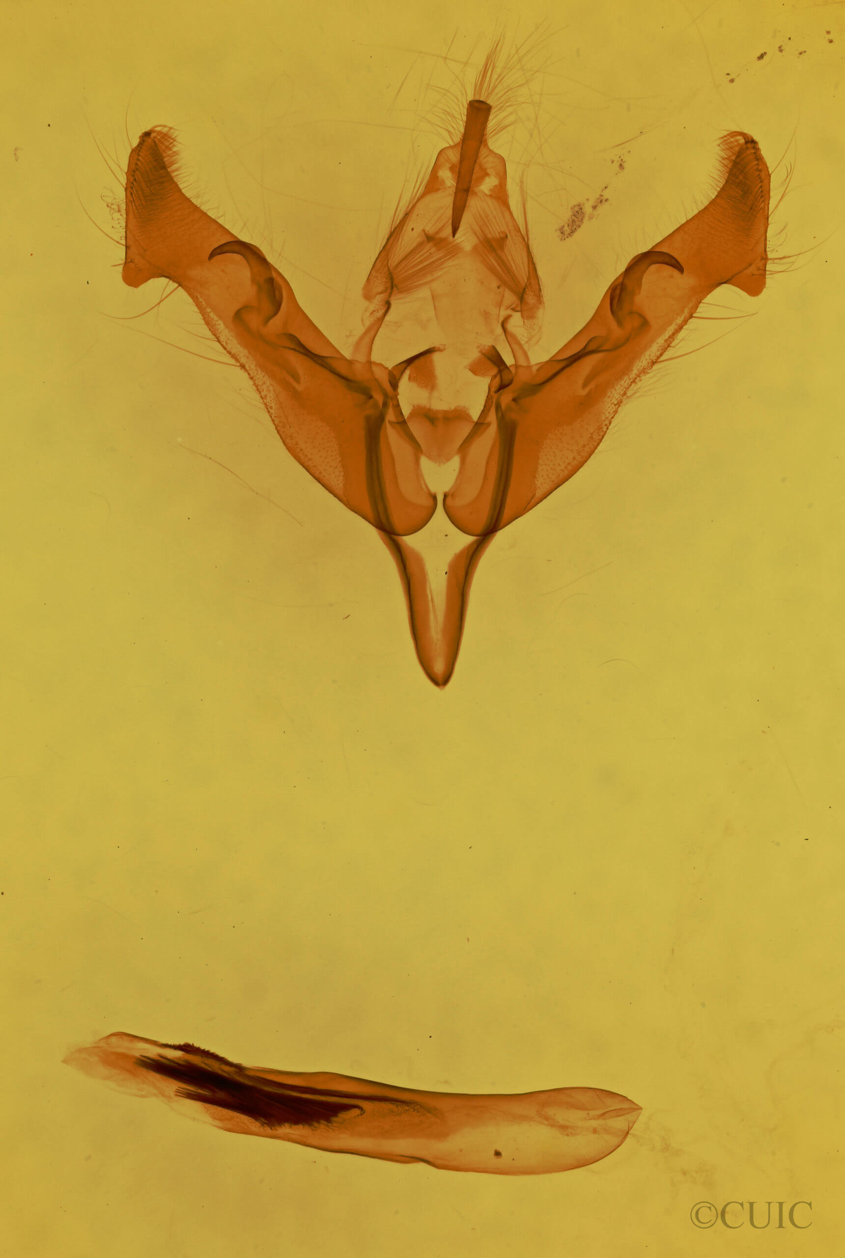 genitalia view of adult Egira alterans