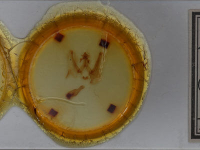 slide view of adult Elasmia cave