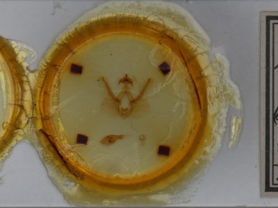 slide view of adult Elasmia cave