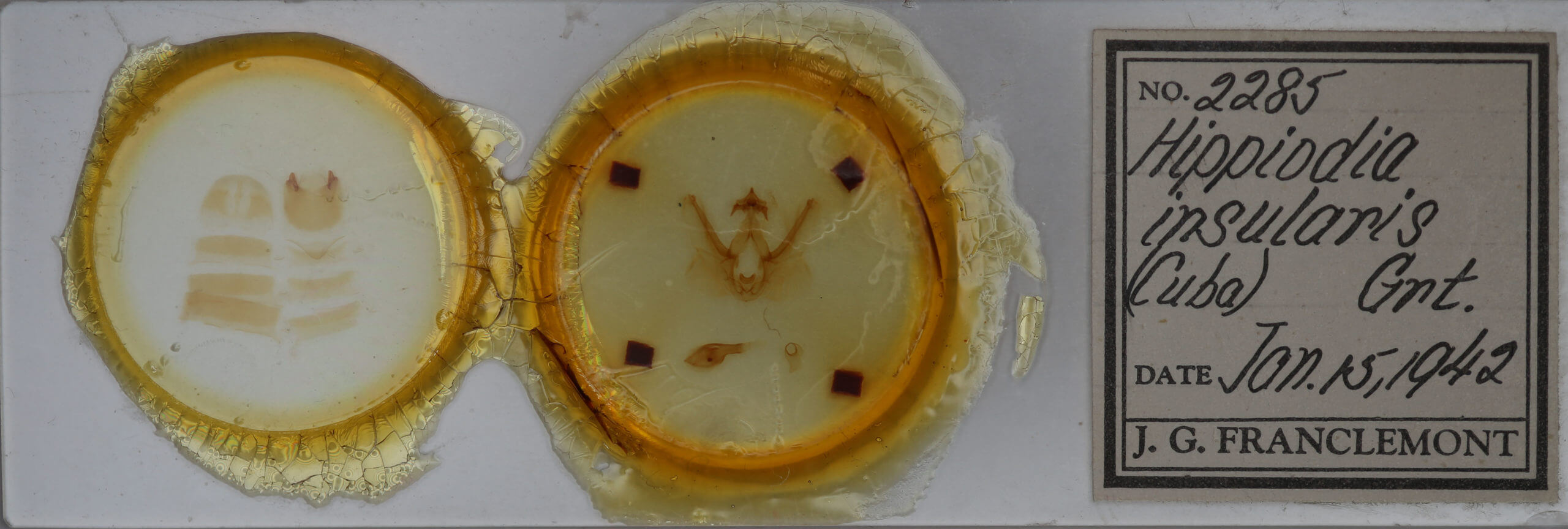 slide view of adult Elasmia cave