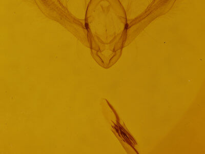 genitalia view of adult Episemasia solitaria