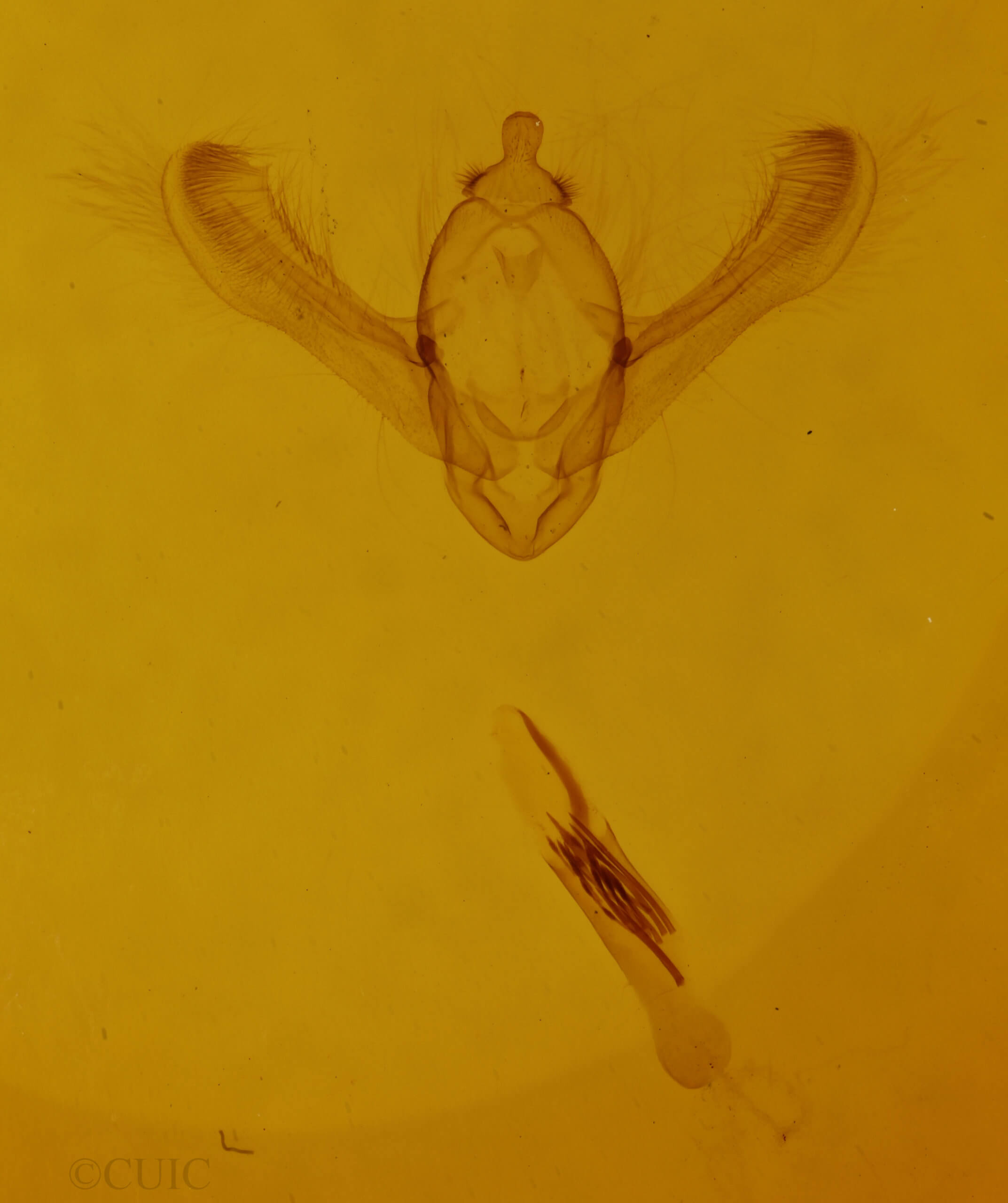 genitalia view of adult Episemasia solitaria