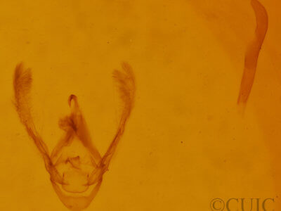 genitalia view of adult Eublemma minima 