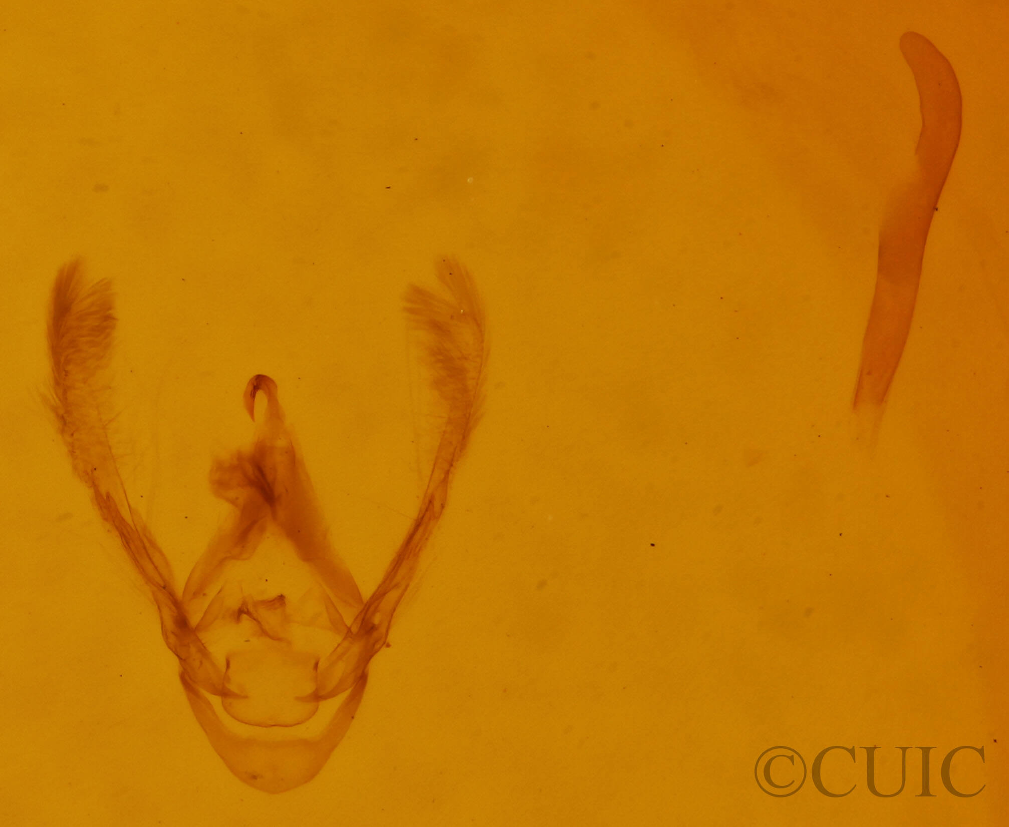 genitalia view of adult Eublemma minima 