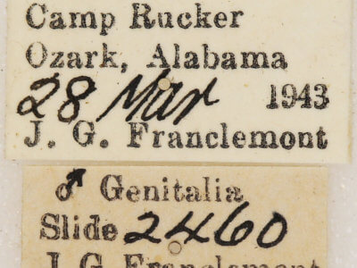 label view of adult Euchlaena amoenaria