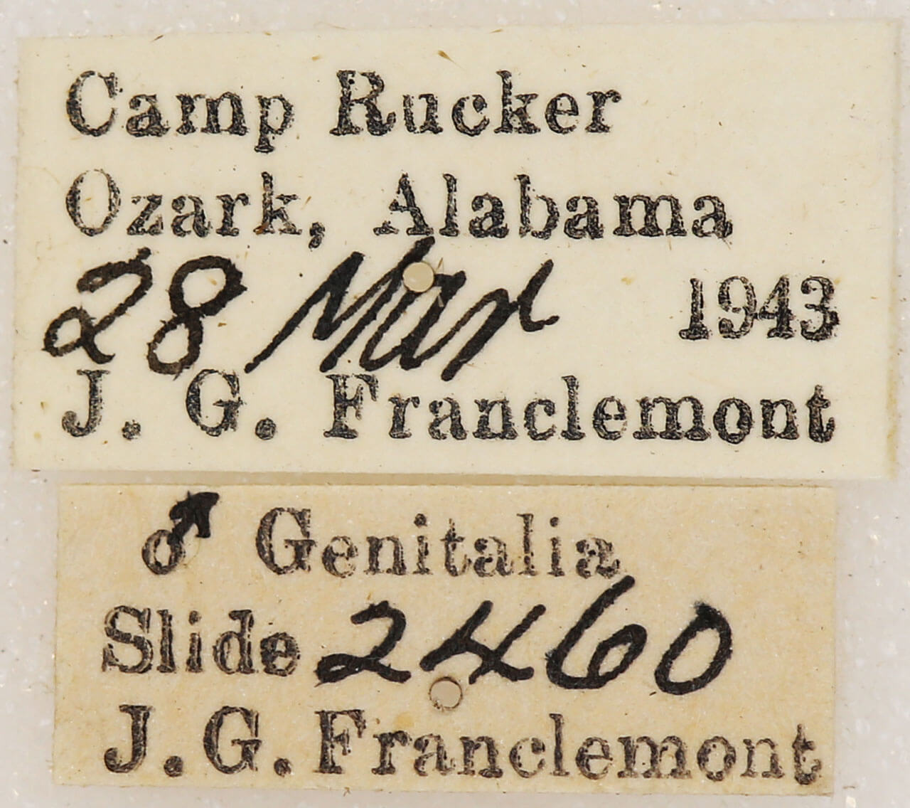 label view of adult Euchlaena amoenaria
