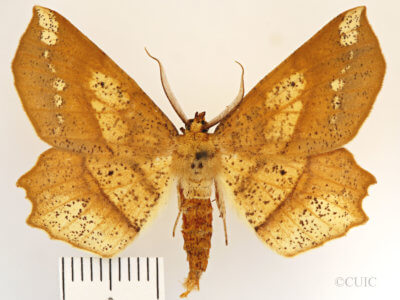 dorsal view of adult Euchlaena amoenaria