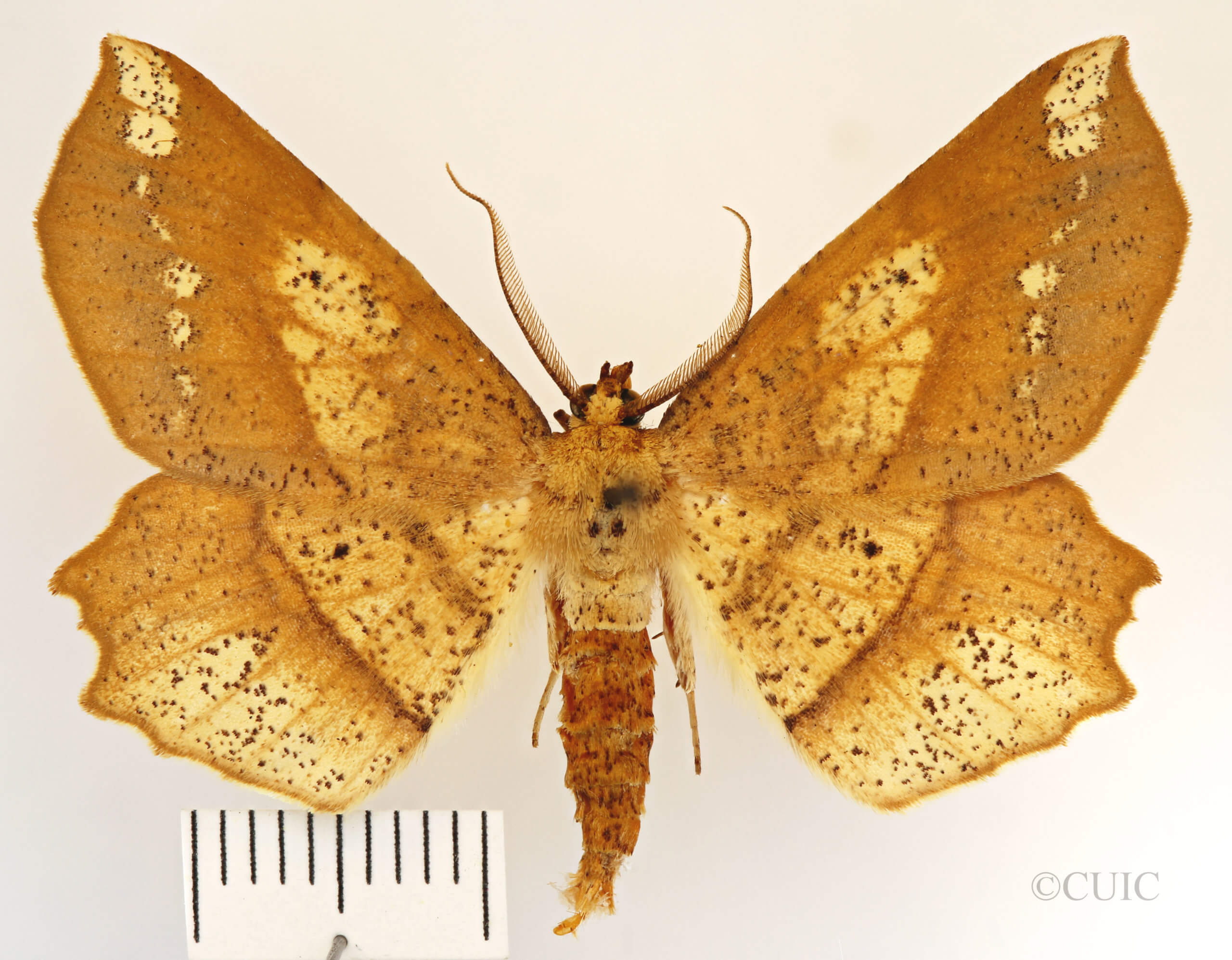 dorsal view of adult Euchlaena amoenaria