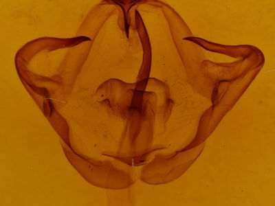 genitalia view of adult Eulirimiris