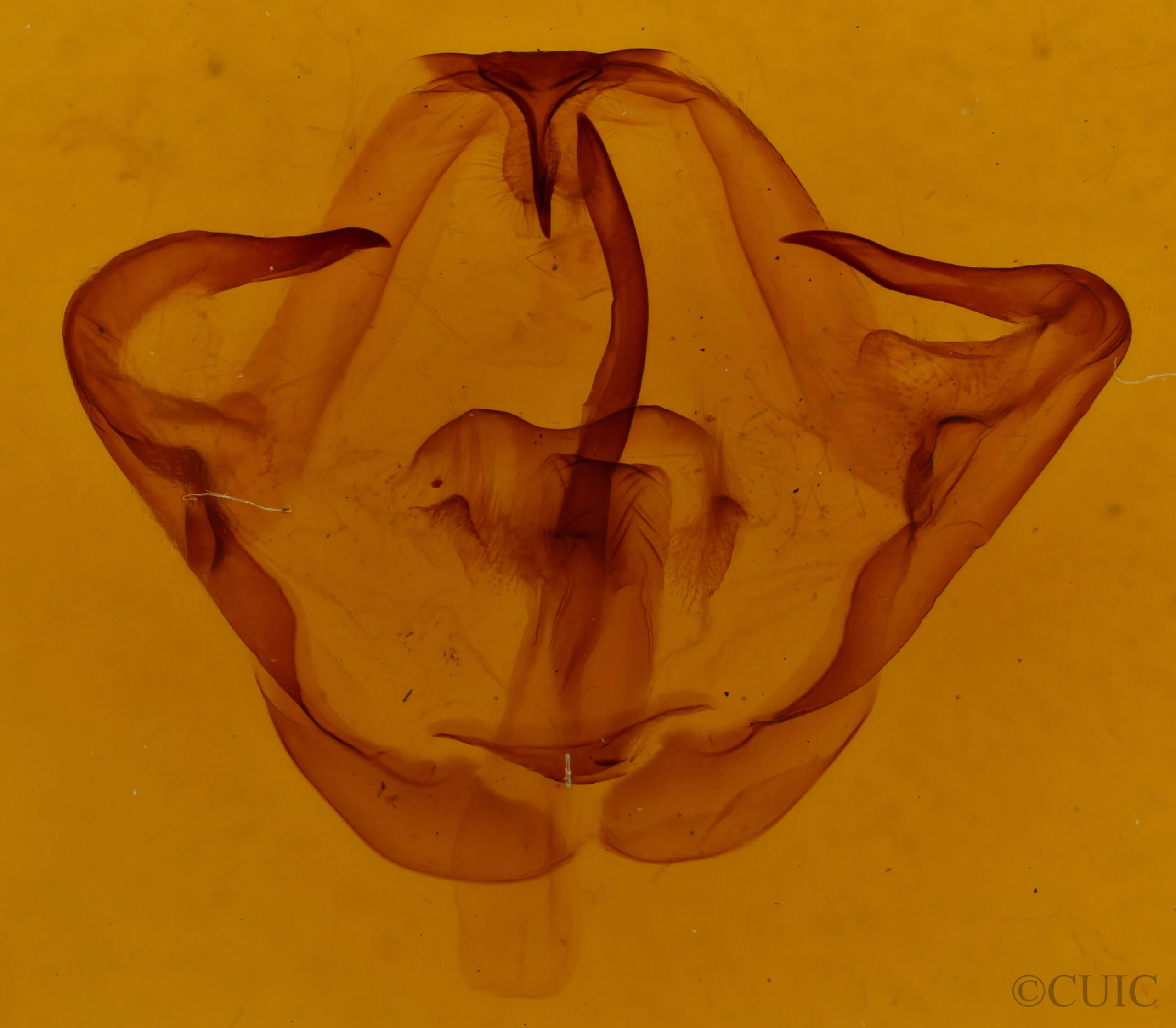 genitalia view of adult Eulirimiris