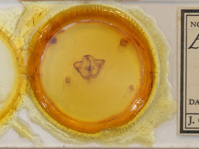 slide view of adult Eulirimiris