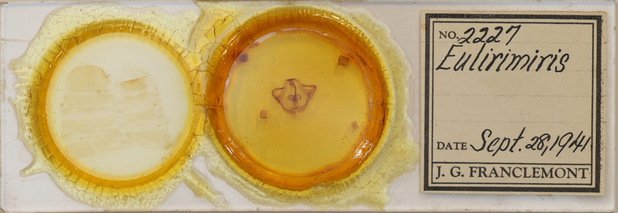 slide view of adult Eulirimiris