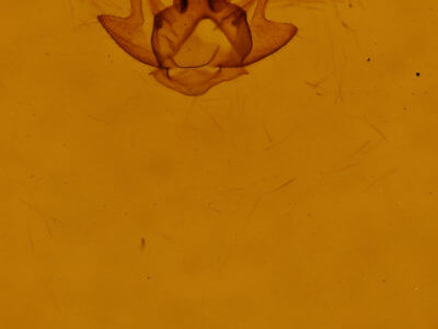 genitalia view of adult Eumacaria madopata